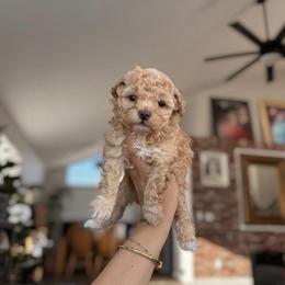 Poodle Puppies from AVCpoodles