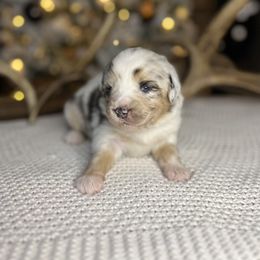 Miniature Australian Shepherd Puppies from Quartz Creek Aussies