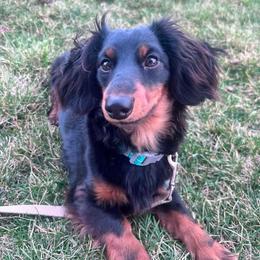 Dachshund Puppies from Champion Dachshunds