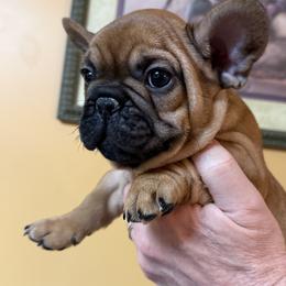 Boy 2 - Fawn male French Bulldog puppy in Litchfield, Ohio from Rock N’ Roll Frenchies
