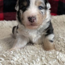 Australian Shepherd Puppies from Kelly Krew Aussies