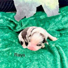Raya - Blue merle female Australian Shepherd puppy in Vernal, Utah from Dancing M Kennels