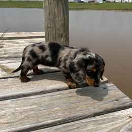 Dachshund Puppies from 4B Dachshunds