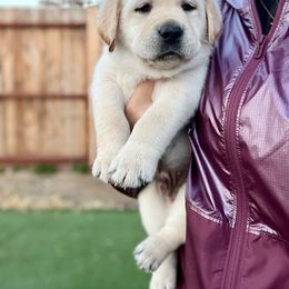 Double Doodle and Labrador Retriever Puppies from Hansen Pups