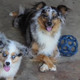 Aussiedoodles, Miniature Australian Shepherds, and Poodles from K Kountry Farm