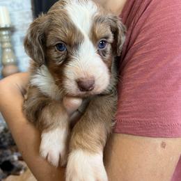 Charlie - Red merle male Aussiedoodle puppy in Omro, Wisconsin from Crystal Ridge Doodles