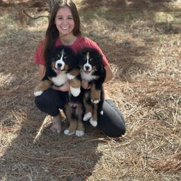 Bernese Mountain Dog Puppies from Faith’s Bernese