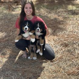 Bernese Mountain Dog Puppies from Faith’s Bernese