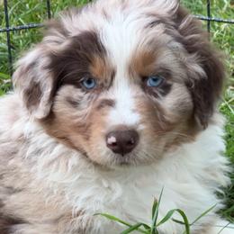Porky - Red merle male Australian Shepherd puppy in Creswell Heights, Washington from Sayre Australian Shepherds