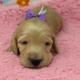Grace (divine favor) - Cream female Dachshund puppy in Murfreesboro, Tennessee from Kimbrie's Dream Cream Doxies