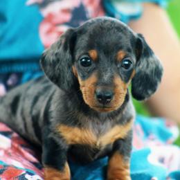 Charlie - Dapple male Dachshund puppy in Elma, Iowa from Iowa Dachshunds