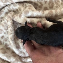 Maddie - Black & white female Maltipoo puppy in Everett, Washington from Meadows Ranch