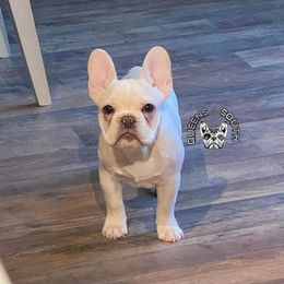 French Bulldog Puppies from Queens of the South