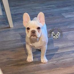 French Bulldog Puppies from Queens of the South