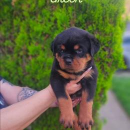 Green - Black and mahogany female Rottweiler puppy in San Bernandino, California from VON DER SENTINEL