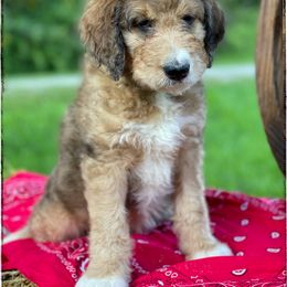 Aussiedoodle and Australian Shepherd Puppies from Dunroamin Farms Australian Shepherds and Aussiedoodles