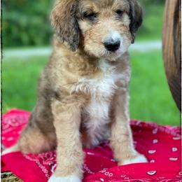 Aussiedoodle and Australian Shepherd Puppies from Dunroamin Farms Australian Shepherds and Aussiedoodles