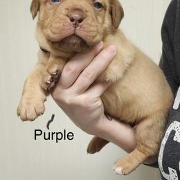 Female 3 - Red female Dogue de Bordeaux puppy in Mazomanie, Wisconsin from Blue Horizons Bordeaux