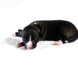 Yasmin Male 1 - Seal male Italian Greyhound puppy in Sparta Tn And Caryville Fl, Tennessee from Summerwind Kennel