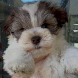 Darby - Parti female Miniature Schnauzer puppy in Calera, Alabama from Tuck’s Farmstead