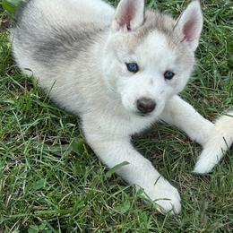 Girl 2 - Silver - Sable and white female Siberian Husky puppy in Independence, Wisconsin from Hito's Huskies