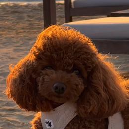 Amber - Poodle