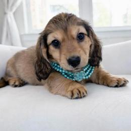 Isabella - Red female Dachshund puppy in Richmond, Virginia from Irresistible Dachshunds & Cavaliers