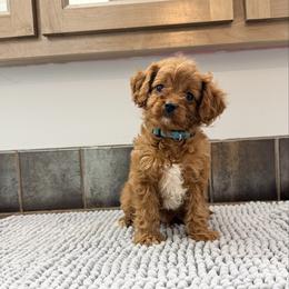 Biscuit-Blue Collar - Red male Cavapoo puppy in Tolono, Illinois from The Golden Rule Doodles