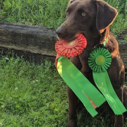 Labrador Retriever Puppies from Lazy M Labradors