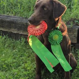 Labrador Retriever Puppies from Lazy M Labradors
