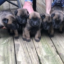 Belgian Malinois Puppies from John Redlinger