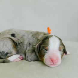 Boy 3 - Merle male Bernedoodle puppy in Spanish Fork, Utah from K Brand Doodles