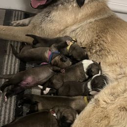 Anatolian Shepherd Dogs, Komondorok, and Newfoundlands from Tatties Ranch