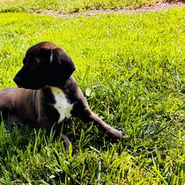 Bear - Black and white male Cocker Spaniel puppy in Santa Ana, California from American Cocker Spaniel