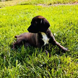 Bear - Black and white male Cocker Spaniel puppy in Santa Ana, California from American Cocker Spaniel