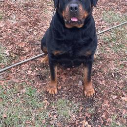 Nala - Black and mahogany female Rottweiler puppy in Industry, Illinois from KDKs Kennels