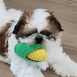 Shih Tzus from Journie Shih Tzu