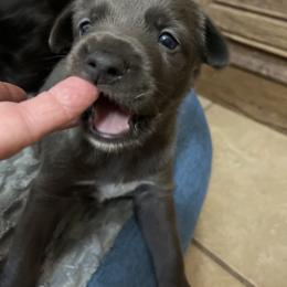 The Doctor - Blue male Companion Cross puppy in Harlingen, Texas from Sincity Dogs Hobby Kennel