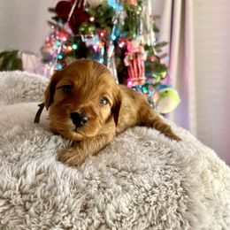 Hot dog - Red male Cavapoo puppy in Tucson, Arizona from Indie Boo’s mini Cavapoos