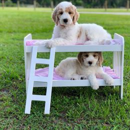 "English Goldendoodle Puppy from Moss Creek Goldendoodles" Goldendoodle and Schnoodle Puppies from Moss Creek Goldendoodles