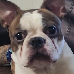 Tyger - Boston Terrier