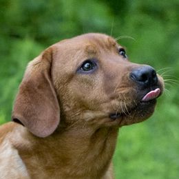 Redd - Labrador Retriever