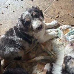 Lilo - Blue merle Australian Shepherd puppy in Chippewa Falls, Wisconsin from Chippewa Falls Aussie Paws