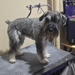Gigi - Pepper and salt female Standard Schnauzer puppy in Green (Uniontown), Ohio from Braveheart Standard Schnauzers