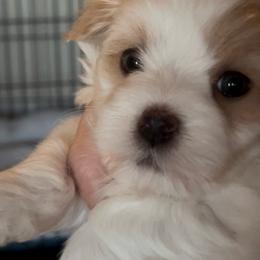 Violet - Red sable female Havanese puppy in Apopka, Florida from Dunhill Havanese
