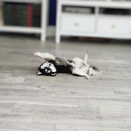 Murphy - Pomsky