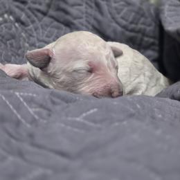 Duchess - Cream female Poodle puppy in Conroe, Texas from Pear house farm