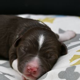 Mr Branson - Red & white male Miniature American Shepherd puppy in Damascus, Oregon from Rebel Soul Minis