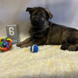 Cody - Sable male German Shepherd puppy in Stanardsville, Virginia from Majestic K9 LLC