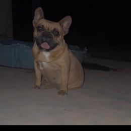 French Bulldogs from Briana Gomez